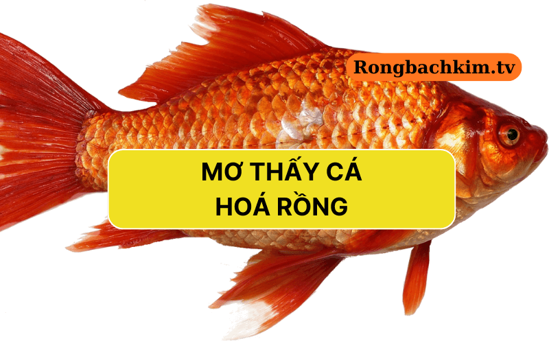 Nằm mơ thấy cá hóa rồng
