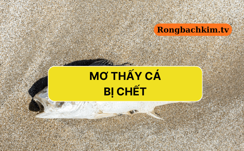 Nằm mơ thấy cá chết