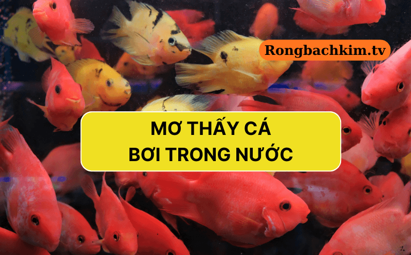 Nằm mơ cá bơi trong nước