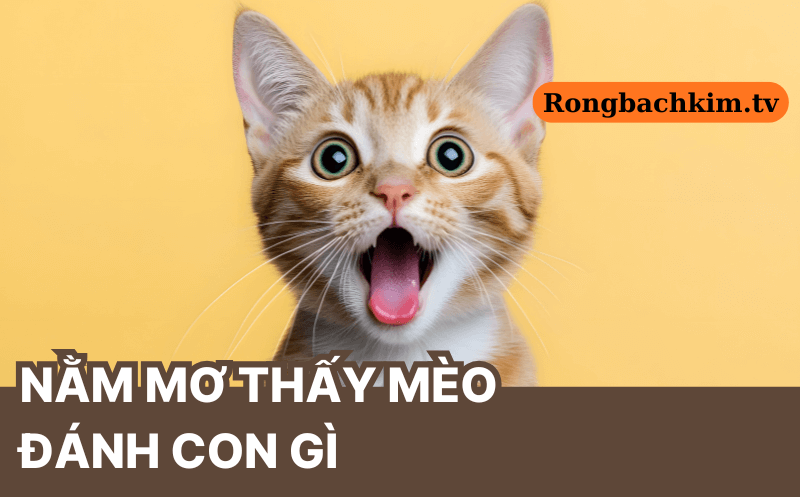 Mơ thấy mèo đánh con gì