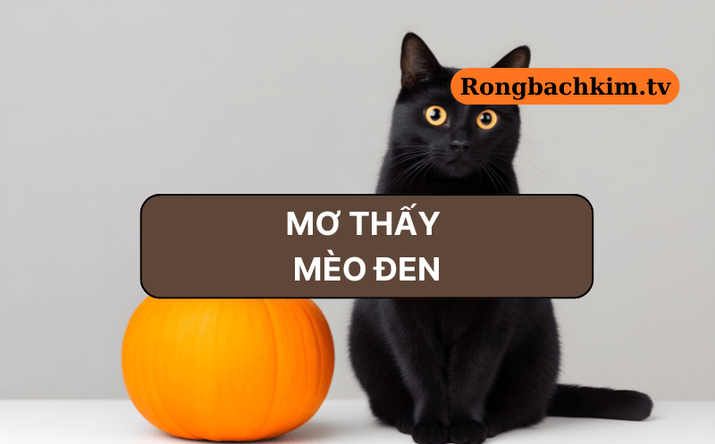 Nằm mơ thấy mèo đen