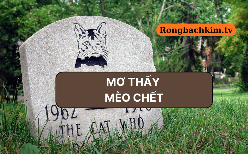 Nằm mơ thấy mèo chết