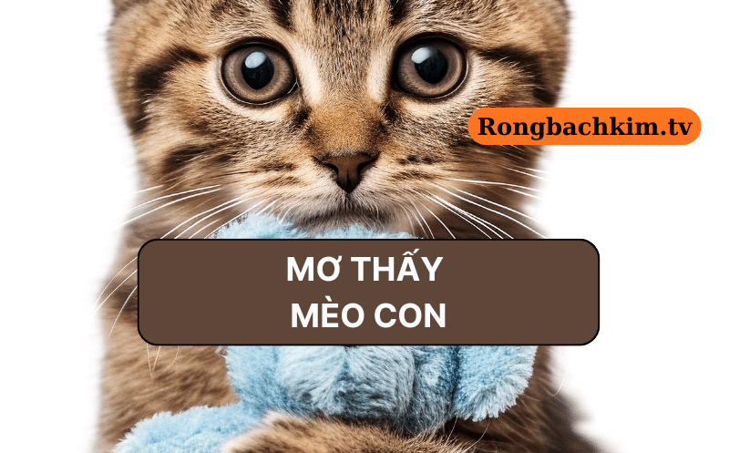 Chiêm bao thấy mèo con