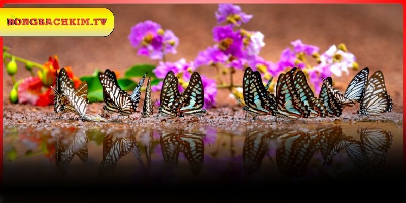 Các giấc mơ thấy bướm khác