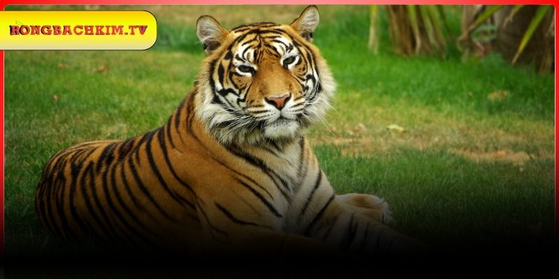 Đánh số gì khi chiêm bao thấy con cọp?