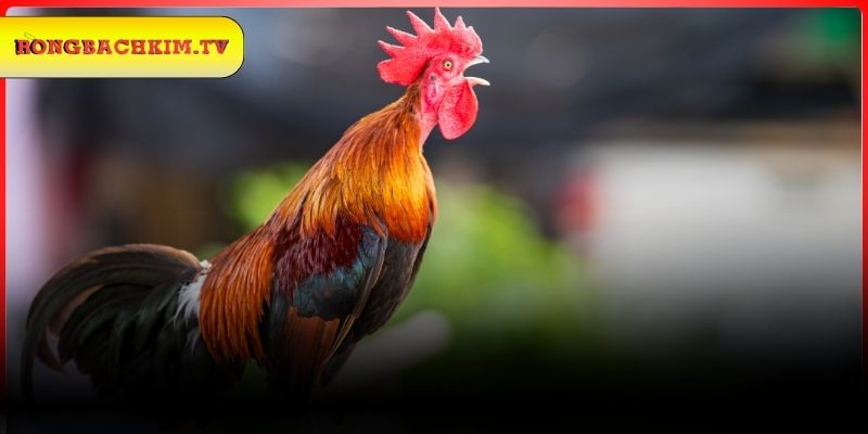 Giải mã chi tiết các con số từ giấc mơ thấy gà