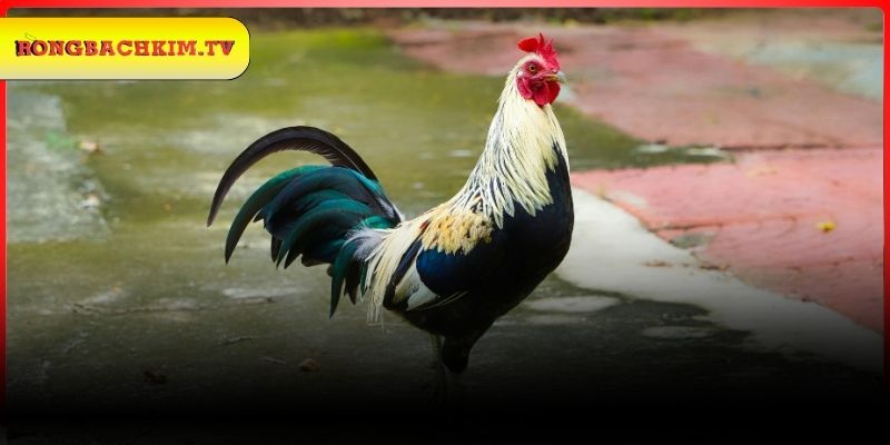 Khám phá sơ lược về giấc mơ thấy gà