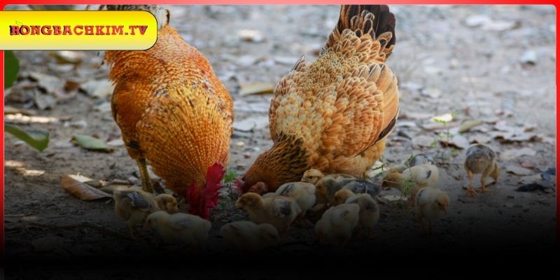 Luận giải chi tiết giấc mơ thấy gà