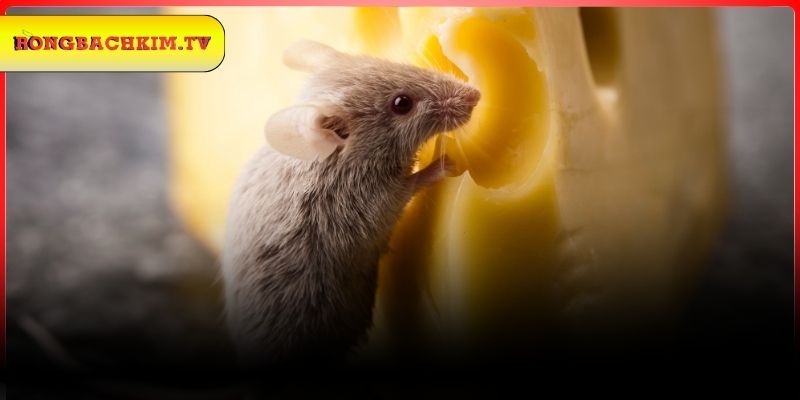 Luận giải con số thần tài từ giấc mơ thấy chuột