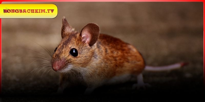 Lý giải chiêm bao nằm mơ thấy chuột