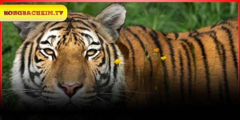 Lý giải những giấc mơ thấy hổ