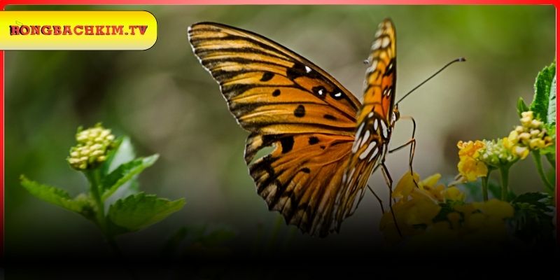 Mơ thấy bướm chọn đánh con gì dễ trúng số