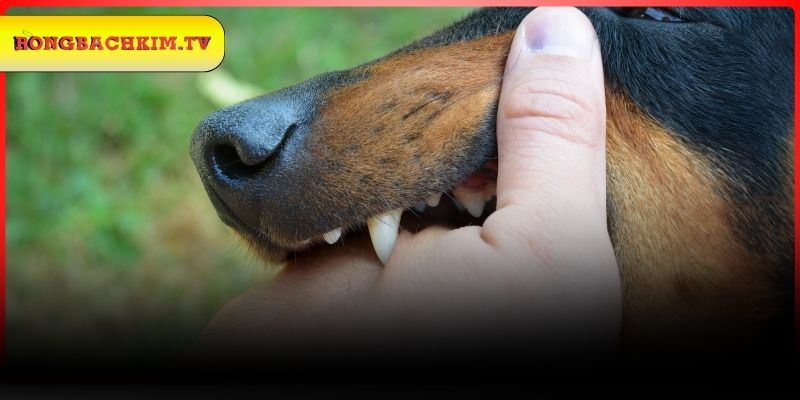 Tổng hợp các con lô từ chiêm bao mộng chó cắn