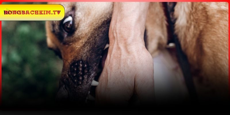 Lý giải giấc mơ thấy chó cắn vào chân