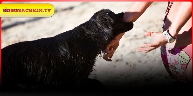 Tìm hiểu chi tiết chiêm bao chó cắn người yêu