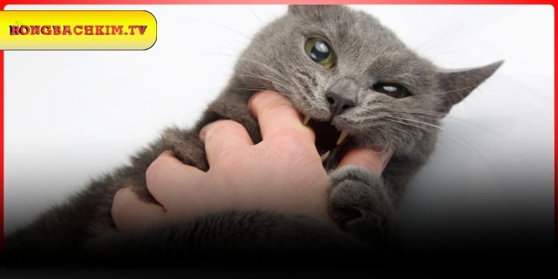 Lý giải các giấc mộng nằm mơ thấy mèo cắn