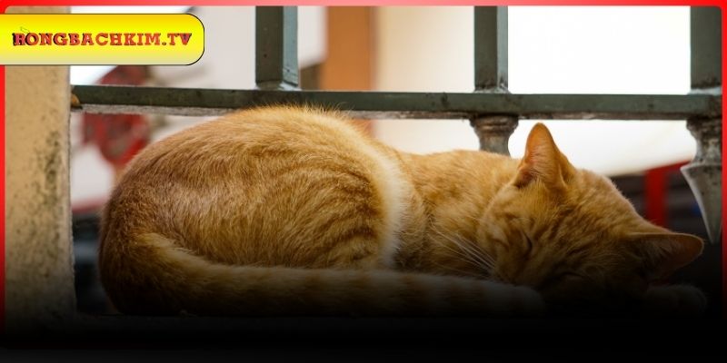 Luận giải việc mơ gặp mèo đánh con lô nào?