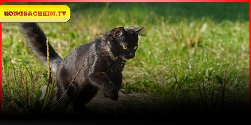 Giải nghĩa giấc mơ thấy mèo đen chạy qua đường