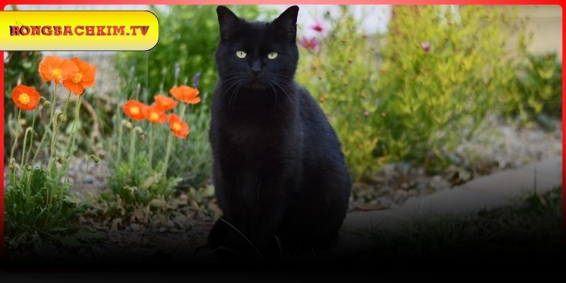 Các con số thần tài liên quan đến chiêm bao mèo đen