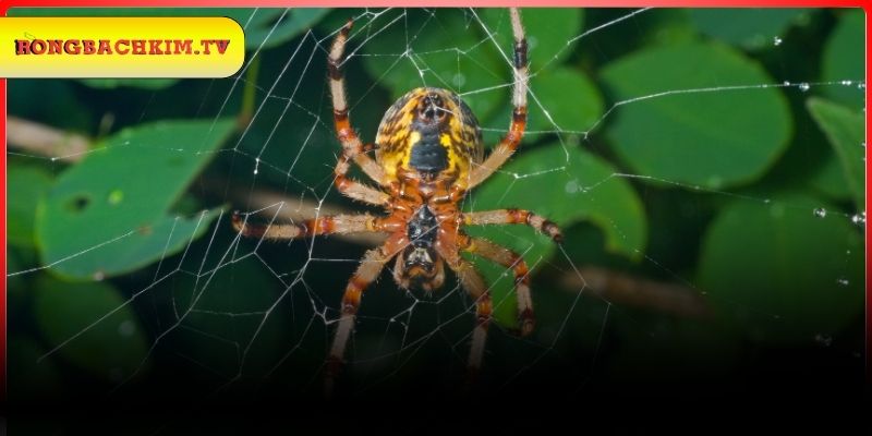 Mơ thấy nhện đánh con gì