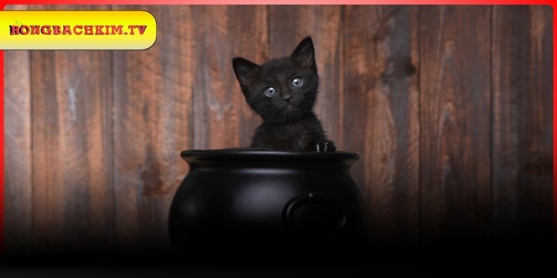 Luận giải chiêm bao nuôi mèo đen