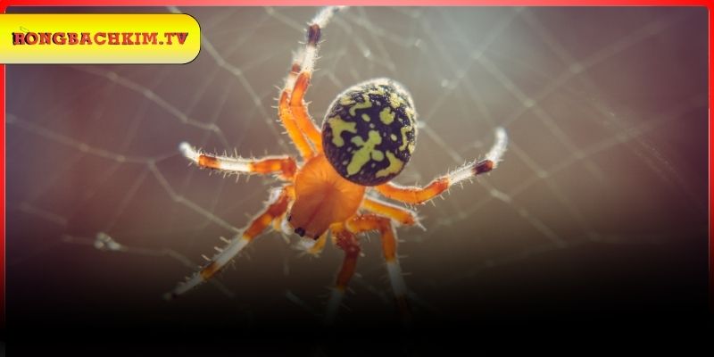 Ngủ mơ gặp nhện vào nhà
