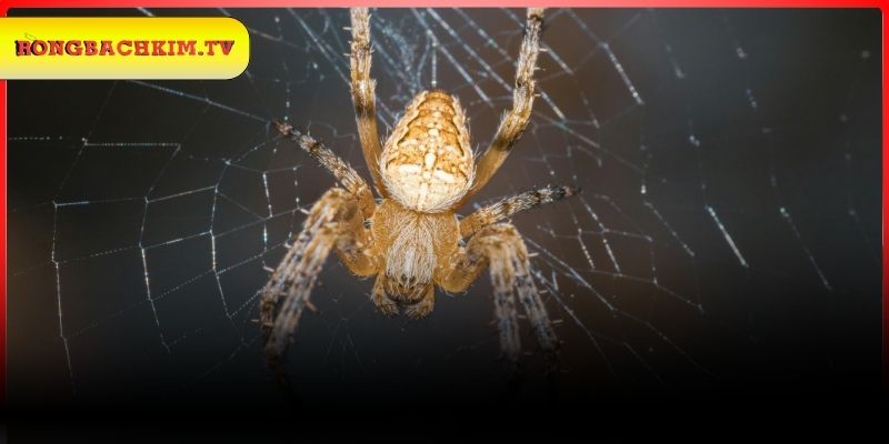 Những giấc chiêm bao về nhện khác