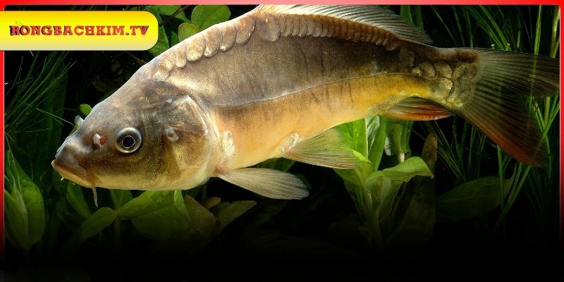 Tổng hợp số đẹp từ giấc mơ thấy cá chép 