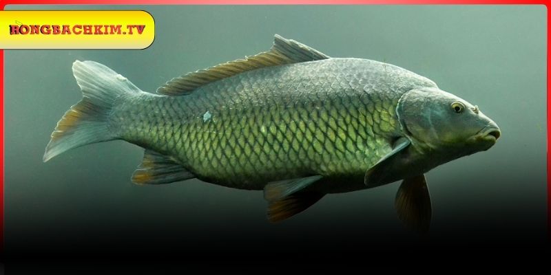 Ý nghĩa chiêm bao về cá chép đen