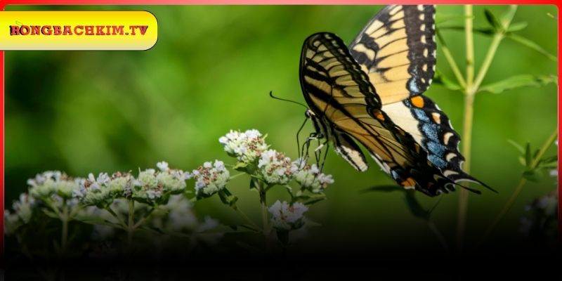 Ý nghĩa nằm mơ thấy bướm đậu trên người