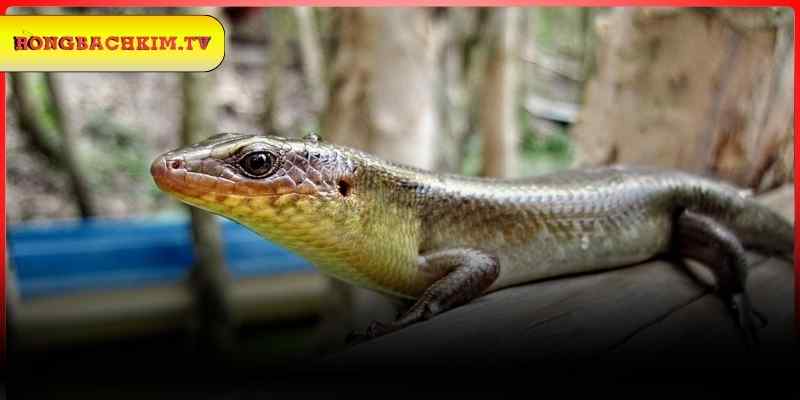 Điềm báo thấy rắn đang bò vào nhà