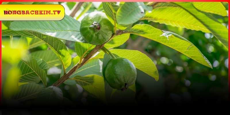 Giải mã trường hợp mơ thấy cây ổi