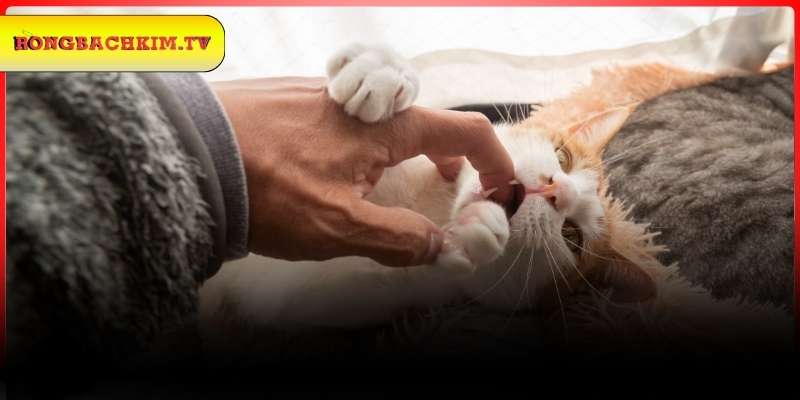 Giải mã trường hợp mơ thấy mèo cắn hay gặp