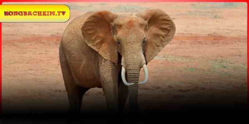 Giải thích các chiêm bao gặp voi phổ biến