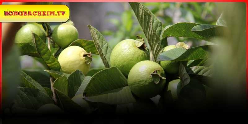 Gợi ý con số may mắn khi chiêm bao cây ổi