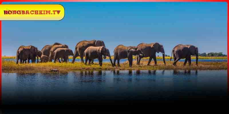 Gợi ý con số nên đánh khi mộng thấy voi