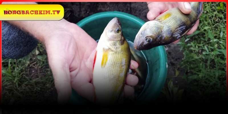 Mơ thấy bắt được nhiều cá to