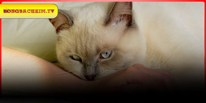 Mơ thấy mèo cắn nên đánh con số nào trúng?