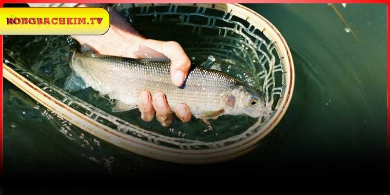 Ngủ gặp cá rơi đầy sân khi bắt