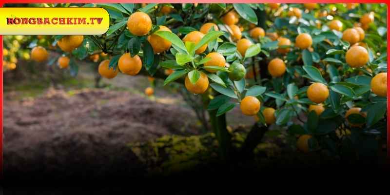 Những con số tiềm năng trong giấc mộng cây quất