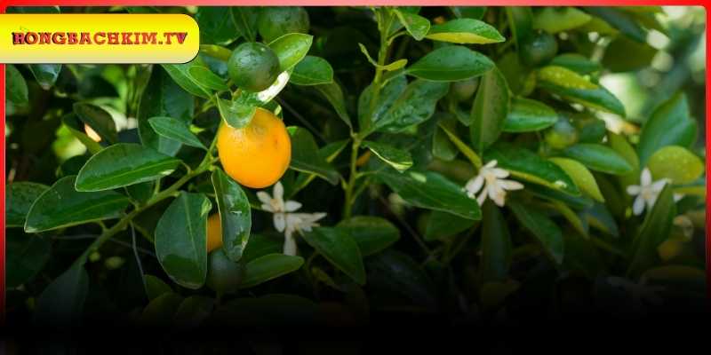 Những giấc mơ cây quất và ý nghĩa thường gặp