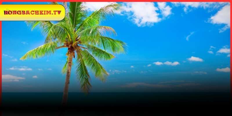 Phân tích một số giấc chiêm bao khác về cây dừa 