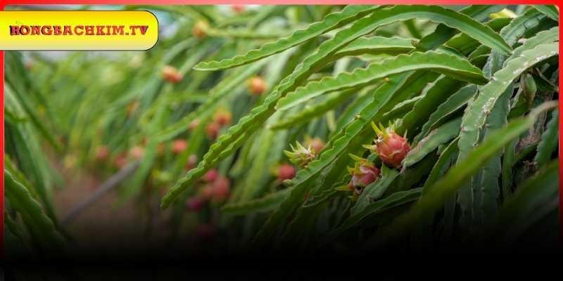 Tổng hợp một số giấc chiêm bao mới lạ khác