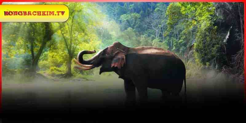 Ý nghĩa của giấc mơ thấy voi bạn cần biết