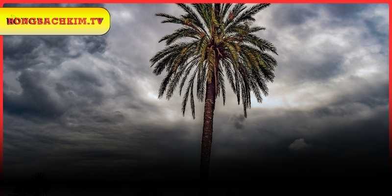 Ý nghĩa giấc mộng khi thấy cây cao lớn