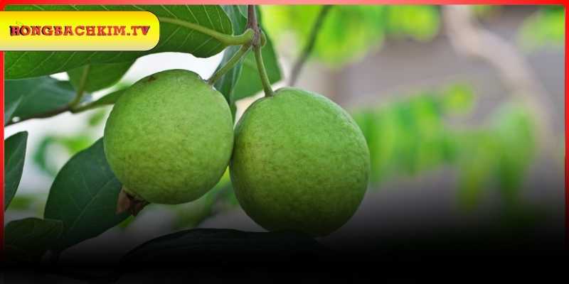 Ý nghĩa khi mộng thấy cây ổi