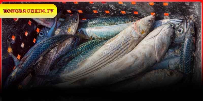 Ý nghĩa từng trường hợp nằm mơ thấy cá