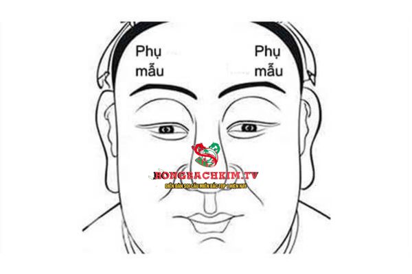 cung phụ mẫu là gì