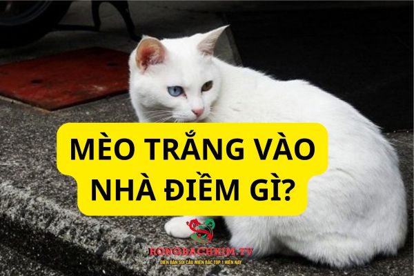 cách hóa giải mèo trắng vào nhà