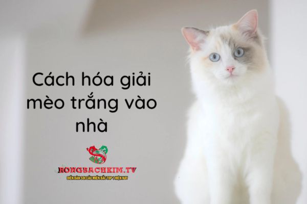 Có nhiều cách hóa giải mèo trắng vào nhà